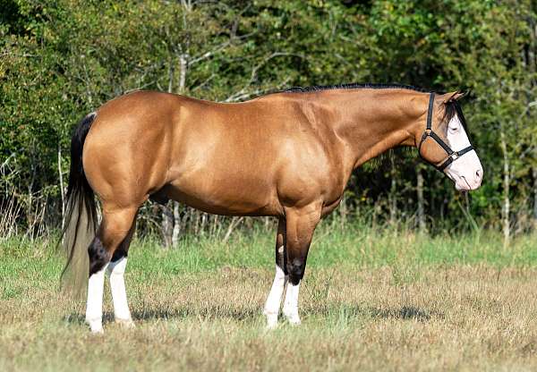 flashy-quarter-horse