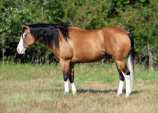 husband-safe-quarter-horse