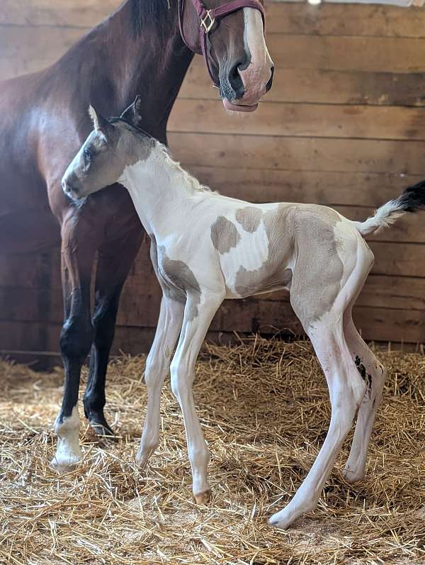 halter-oldenburg-thoroughbred-horse