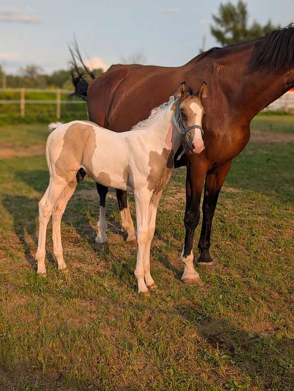 dressage-oldenburg-thoroughbred-horse