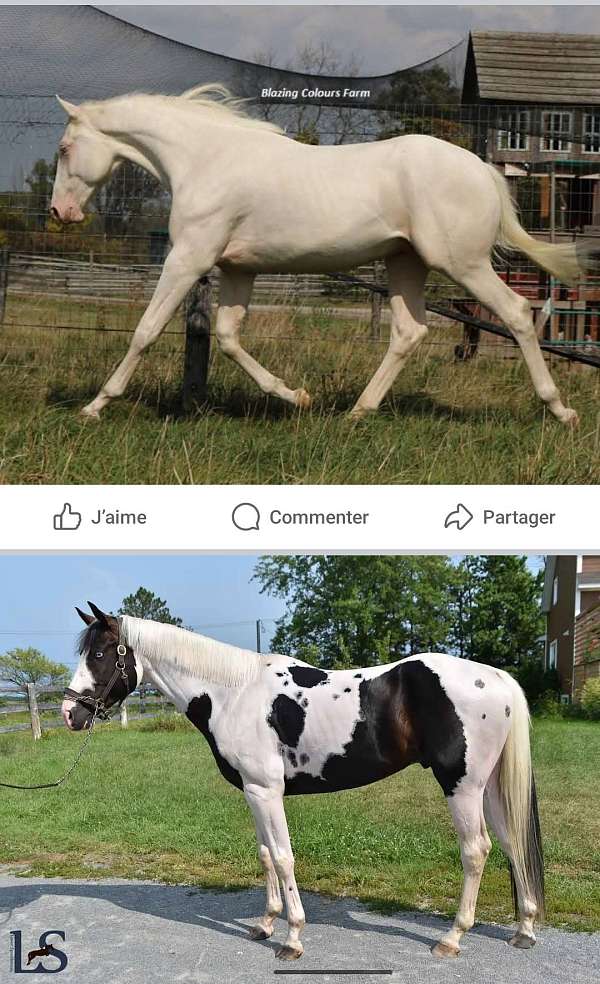 homozygous-oldenburg-thoroughbred-horse