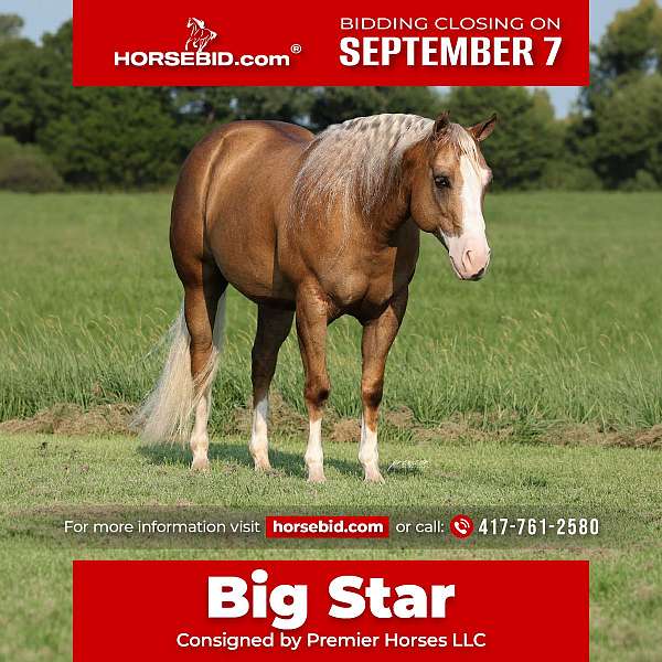 all-around-quarter-horse