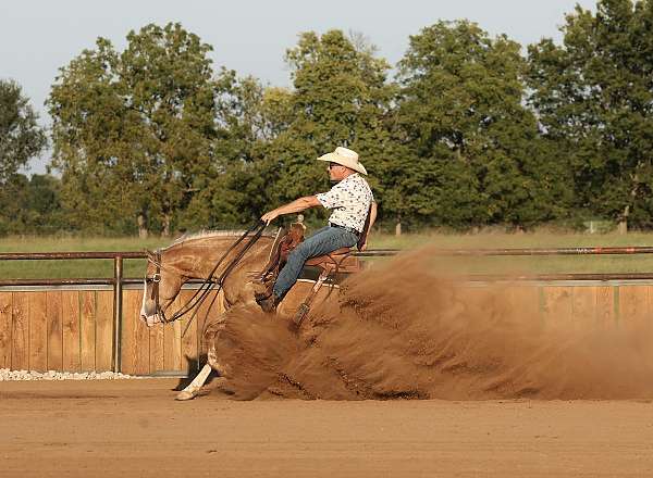athletic-quarter-horse