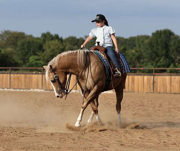 flashy-quarter-horse