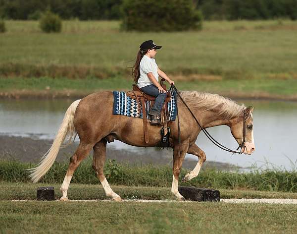 husband-safe-quarter-horse