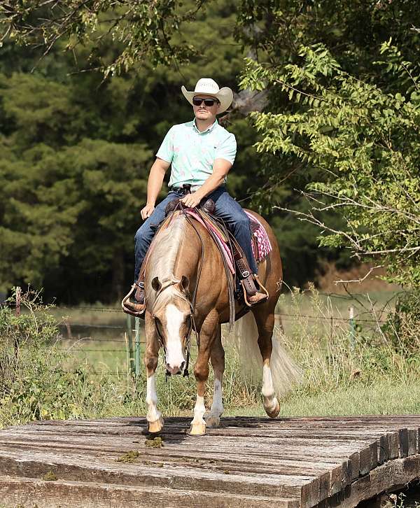 kid-safe-quarter-horse