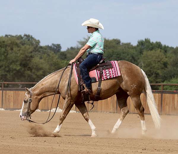 performance-quarter-horse
