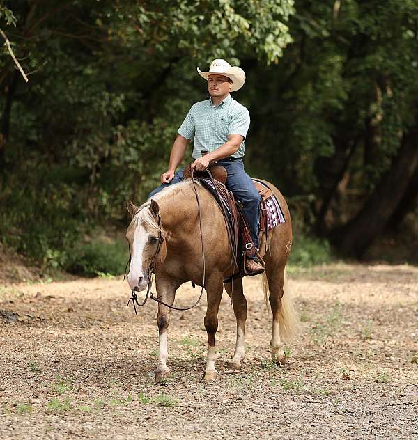 reining-quarter-horse