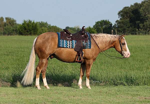 roping-quarter-horse