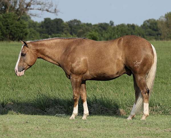 show-quarter-horse