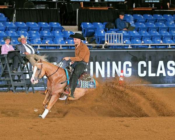 trail-quarter-horse