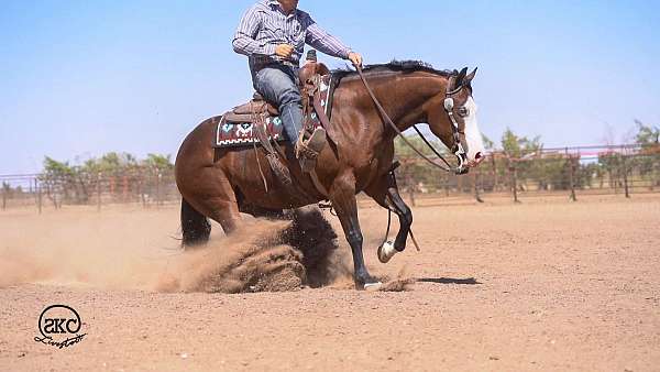 athletic-quarter-horse