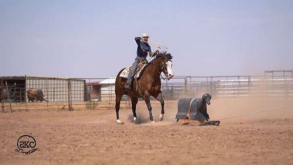breeding-quarter-horse