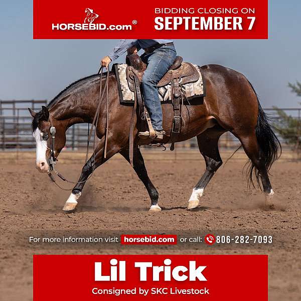 all-around-quarter-horse