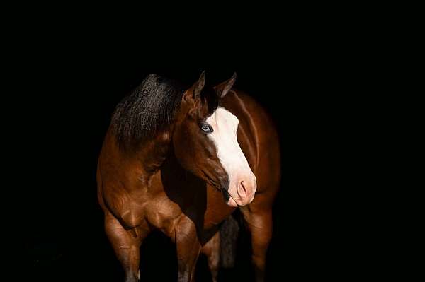 husband-safe-quarter-horse