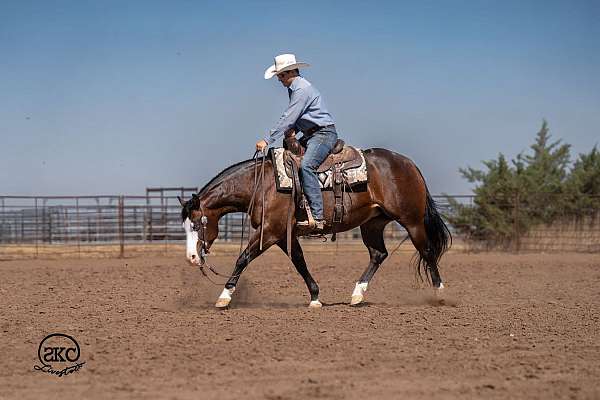 kid-safe-quarter-horse