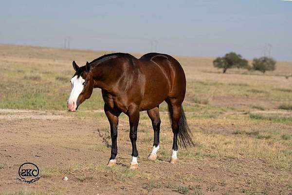 performance-quarter-horse