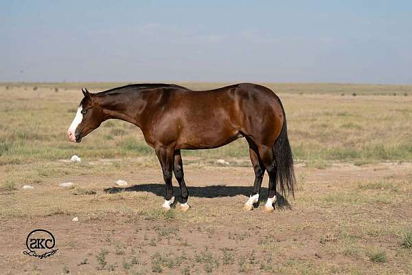 ranch-quarter-horse