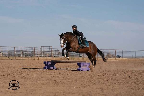 ranch-versatility-quarter-horse
