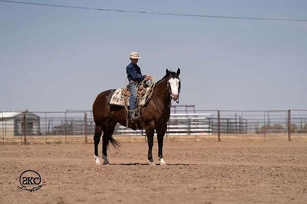 reining-quarter-horse
