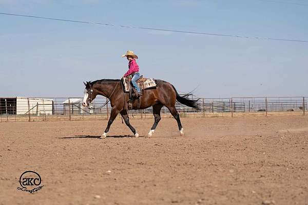 ridden-english-quarter-horse