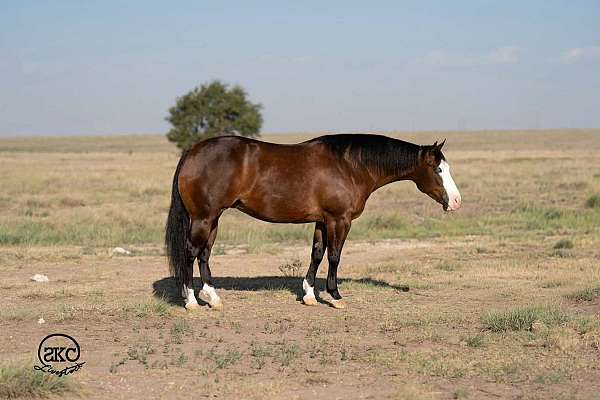ridden-western-quarter-horse