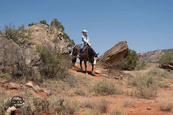roping-quarter-horse