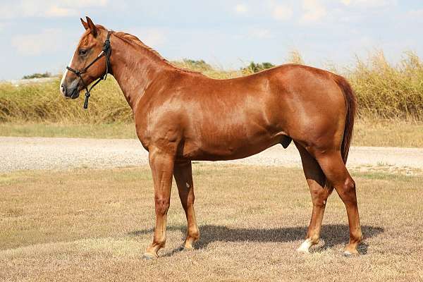 solo-select-quarter-horse