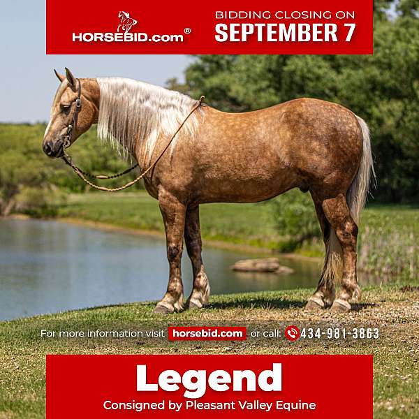 all-around-friesian-horse
