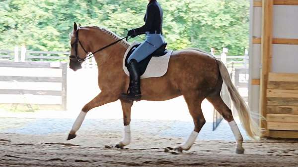 athletic-friesian-horse