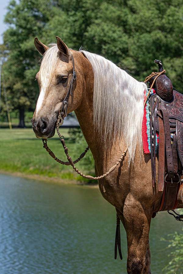ridden-english-friesian-horse