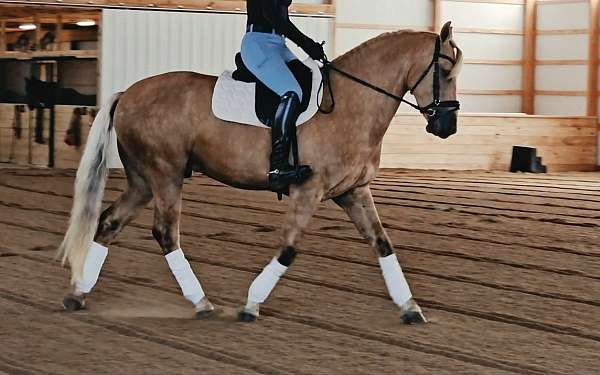 ridden-western-friesian-horse