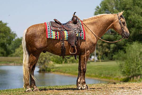 roping-friesian-horse