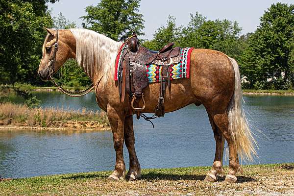 show-friesian-horse