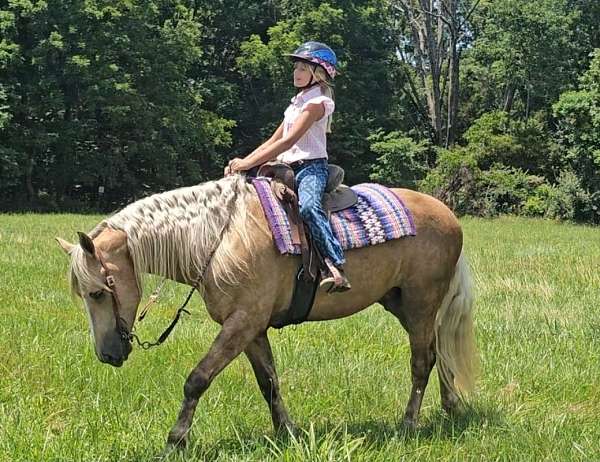 sport-friesian-horse