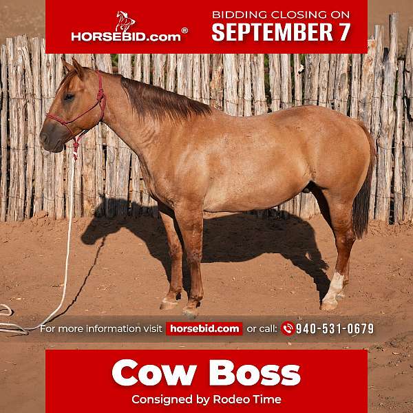 all-around-quarter-horse