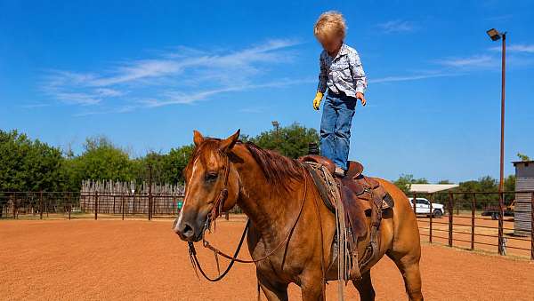 athletic-quarter-horse