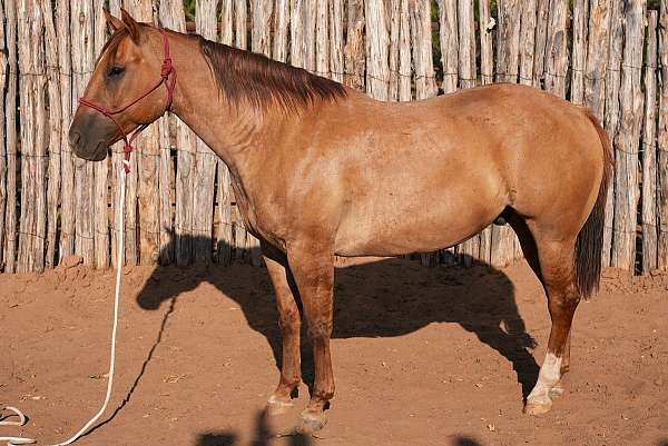 calf-roping-quarter-horse