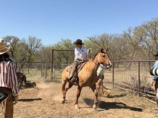 flashy-quarter-horse