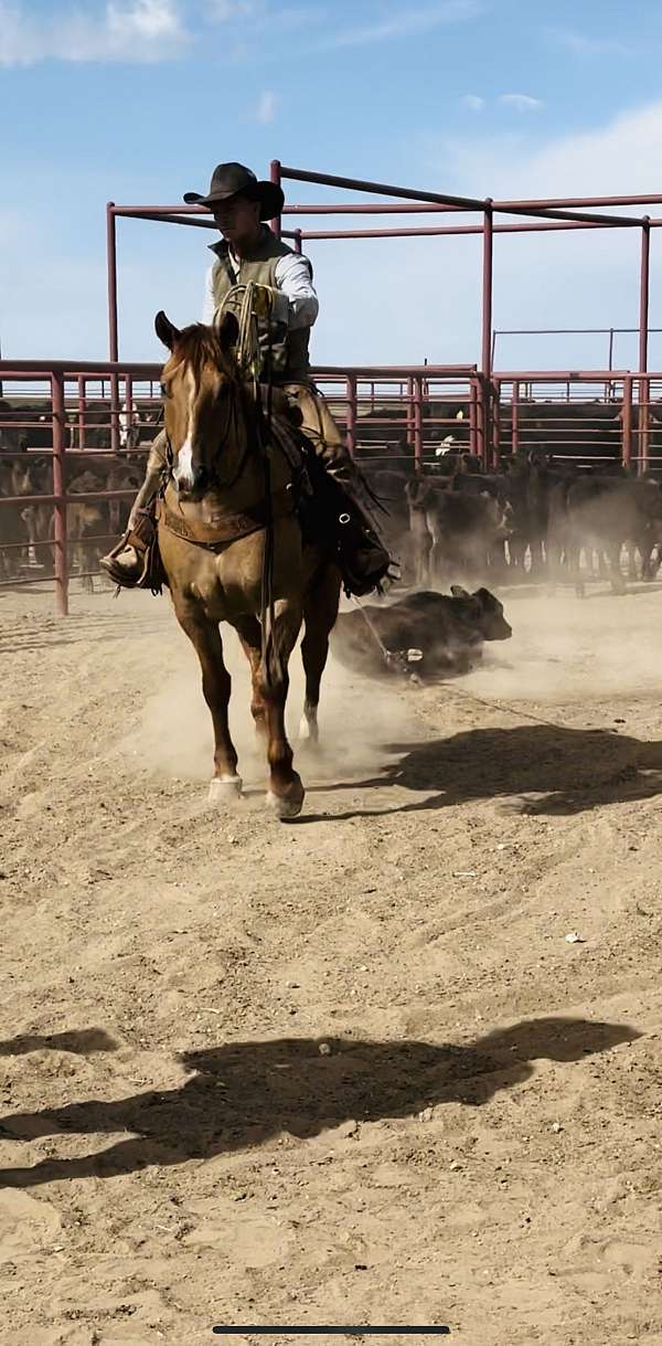 ranch-quarter-horse