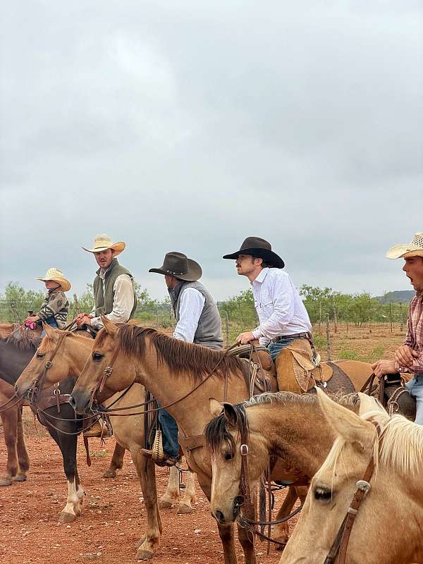 performance-quarter-horse