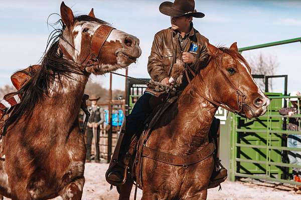 husband-safe-quarter-horse