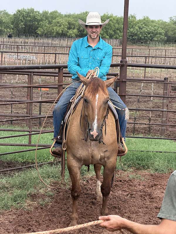 ranch-versatility-quarter-horse