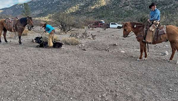 ranch-work-quarter-horse