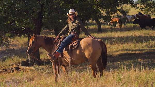 roping-quarter-horse