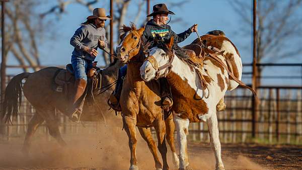 rodeo-pickup-quarter-horse