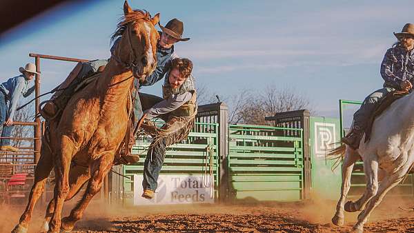 rodeo-quarter-horse