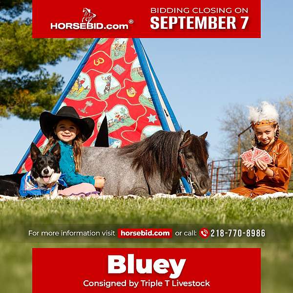 all-around-pony