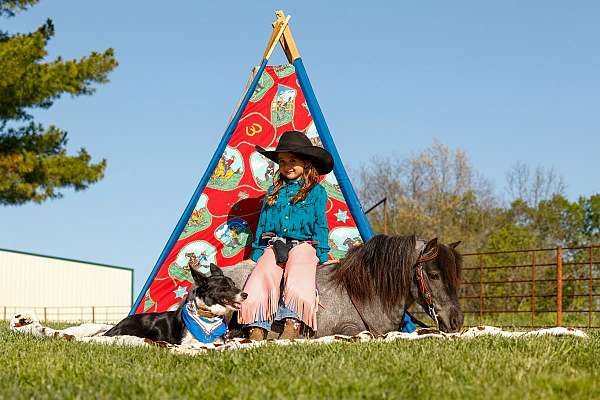 ranch-pony