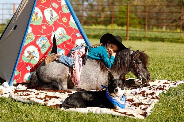 trail-riding-pony